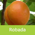 Prunus Apricot Robada, Self Fertile + Drought + Freestone + Large + Dessert + Cooking **FREE DELIVERY + 3 YEAR LTD WARRANTY**